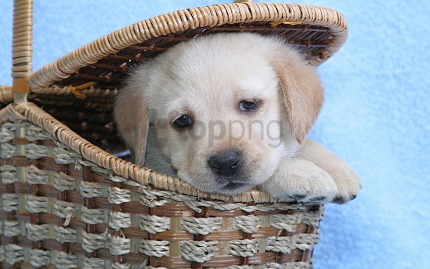 basket dog labrador muzzle wallpaper PNG graphics with alpha channel pack