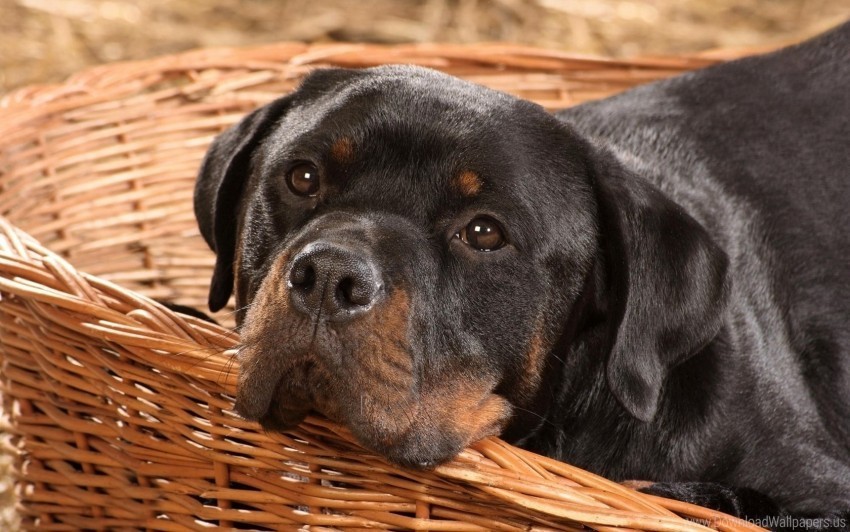 basket dog muzzle playful rottweiler wallpaper Clear Background PNG Isolated Item