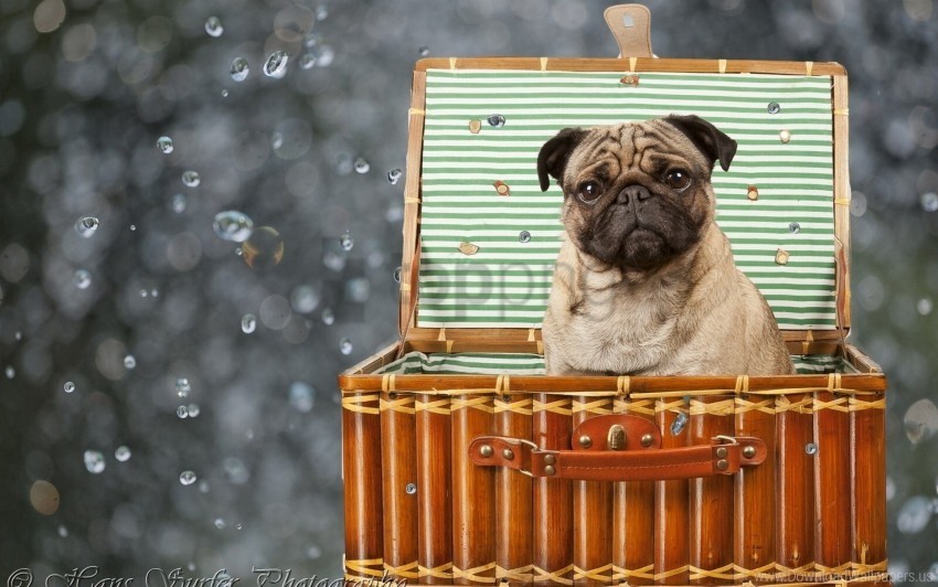 basket dog pug puppy sitting wallpaper Clear Background PNG Isolation