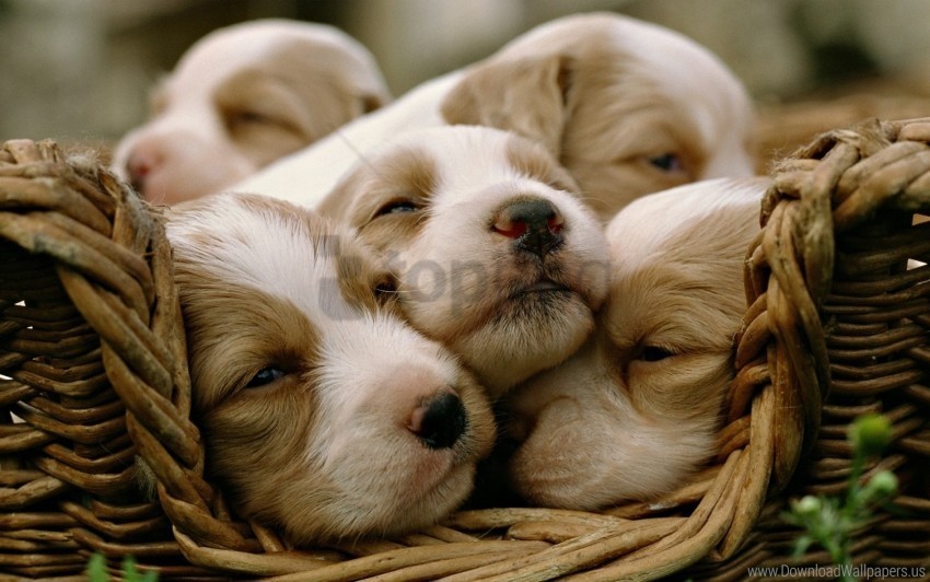 basket dogs puppies sleeping wallpaper PNG Isolated Design Element with Clarity