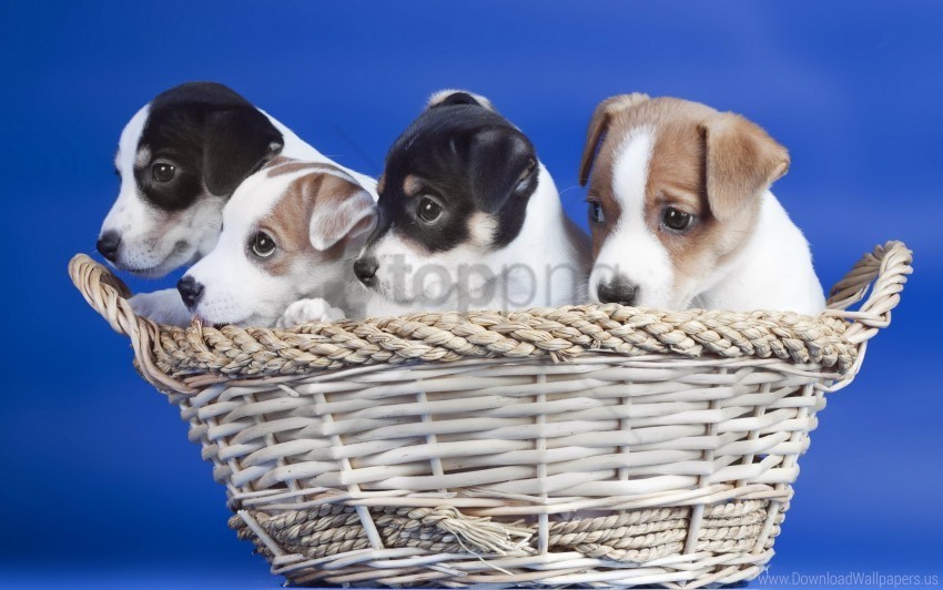 Basket Dogs Puppies Wallpaper PNG With Transparent Background For Free