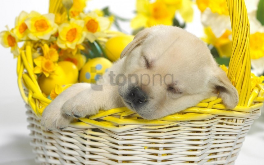basket dream easter flowers puppy wallpaper Clear Background PNG Isolated Graphic Design
