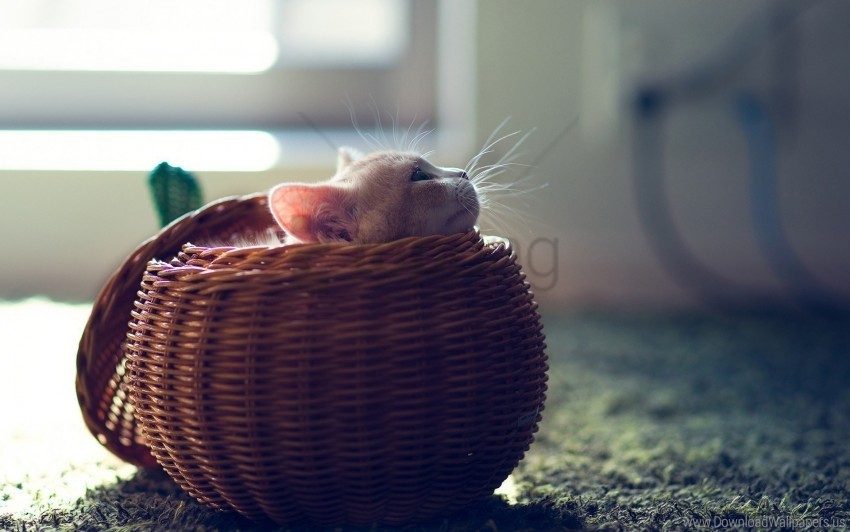 basket hide kitten playful wallpaper Isolated Artwork on Transparent Background PNG