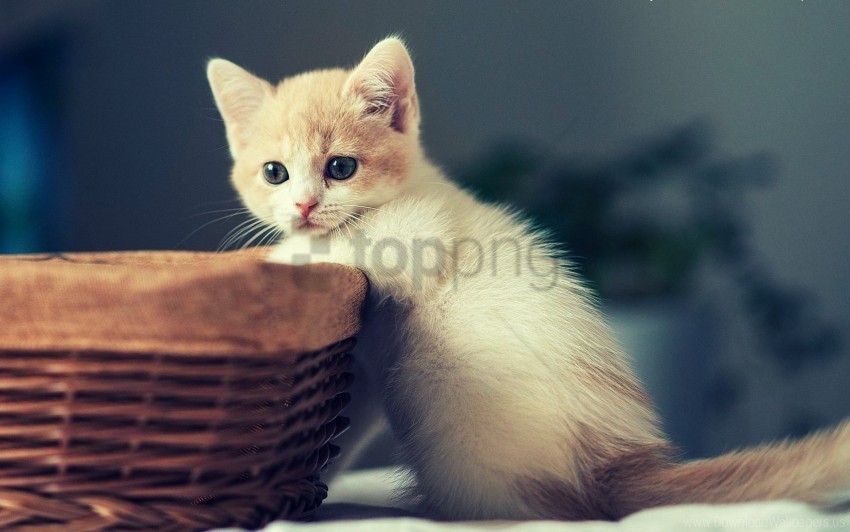 Basket Kid Kitten Sit Wallpaper PNG With Clear Overlay