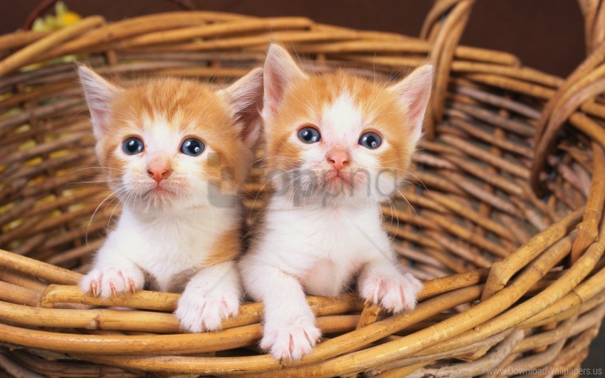 basket kittens pair wallpaper Isolated Item with Clear Background PNG