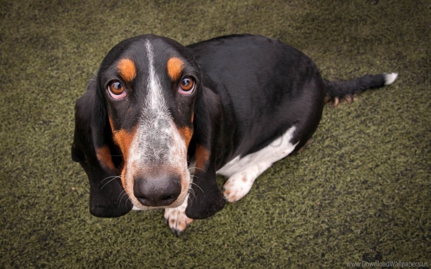 basset dog friend look wallpaper PNG files with no backdrop pack