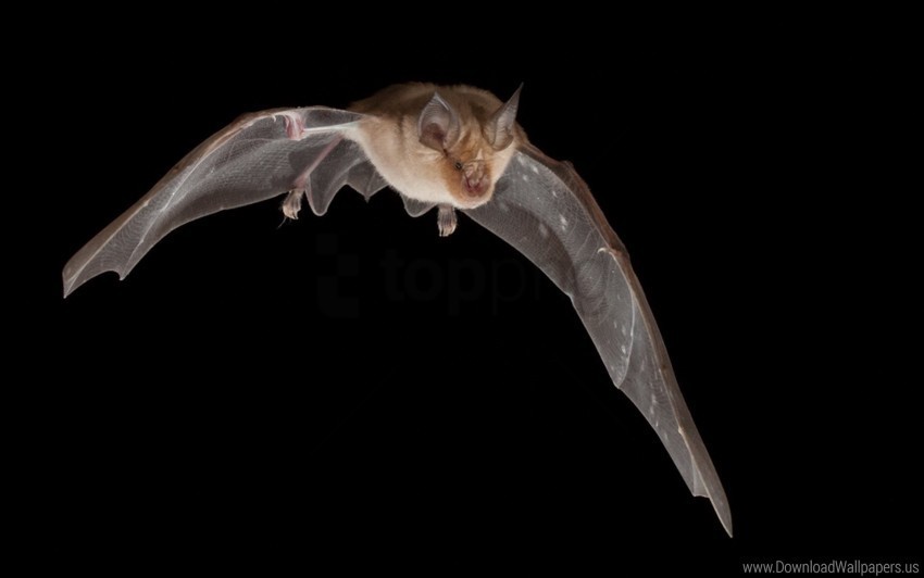bat dark flight wings wallpaper PNG Graphic with Transparent Isolation