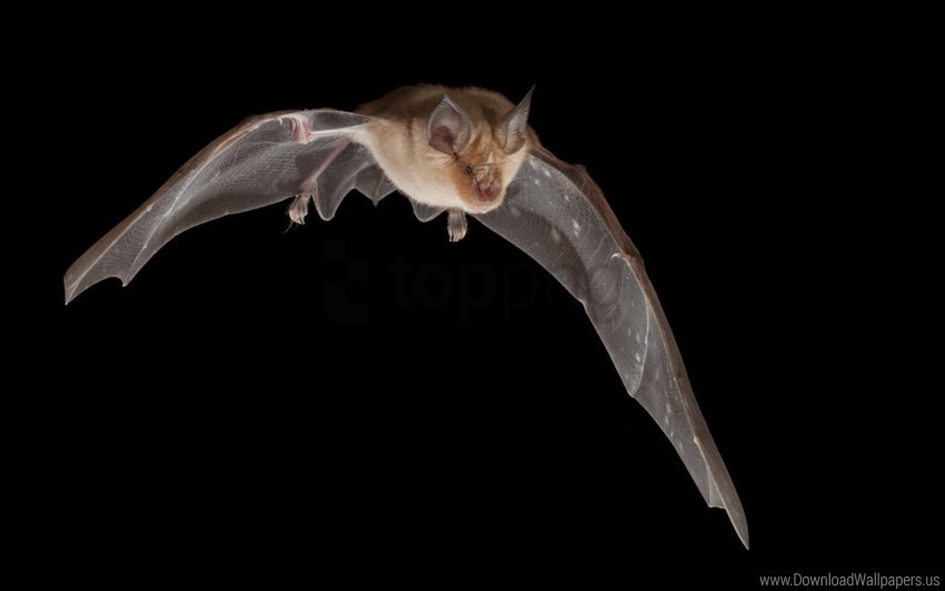 Bat Dark Flight Wings Wallpaper PNG Graphic With Transparent Isolation