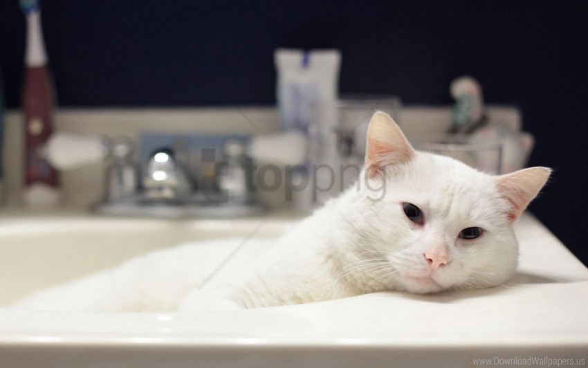 bath cat white lies wallpaper Isolated Subject in HighResolution PNG