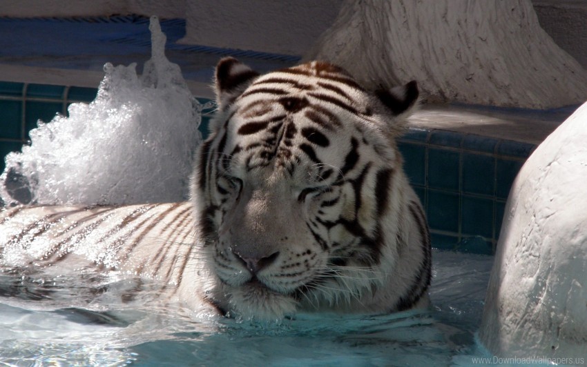 bathe big cat lying tiger wallpaper PNG isolated