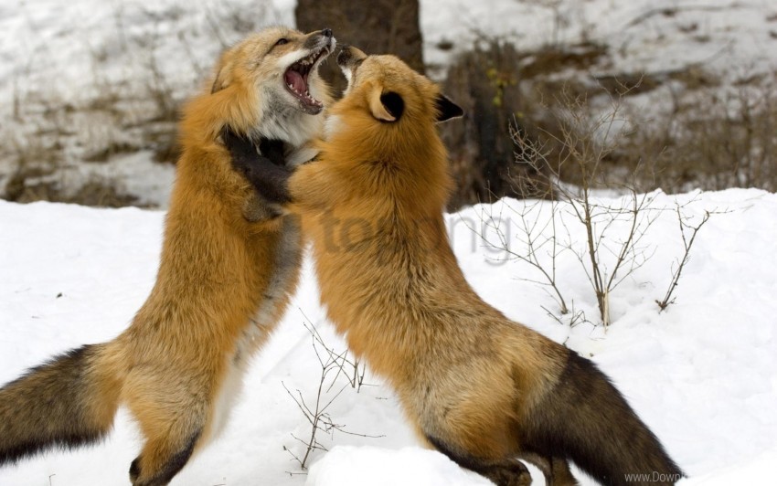 battle couple fight fox snow wallpaper PNG images with transparent canvas assortment