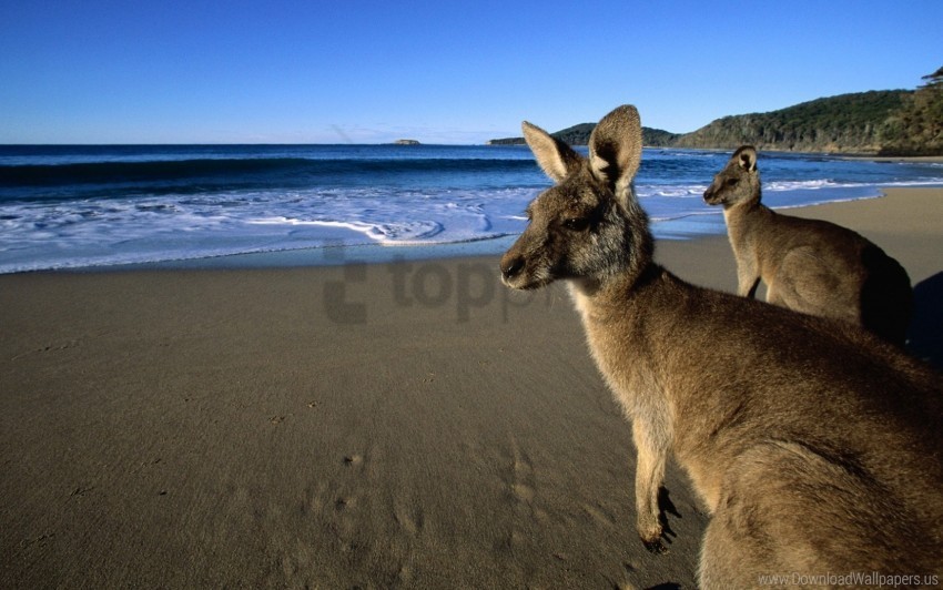 beach beautiful eyes jumpers kangaroo mountains sand water wool wallpaper HighResolution Transparent PNG Isolated Element