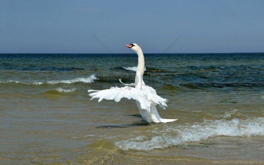 beach bird swan swing waves wings wallpaper Isolated Icon in HighQuality Transparent PNG
