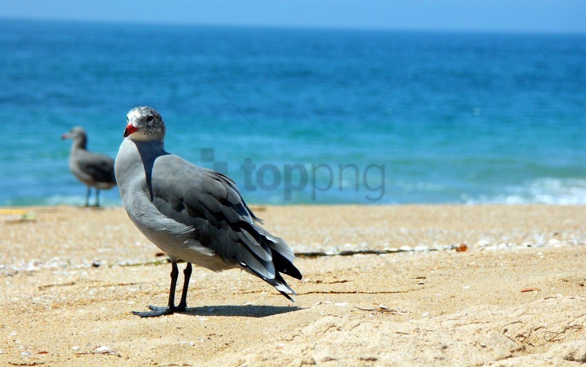 beach birds sand sea wallpaper Isolated Illustration in Transparent PNG