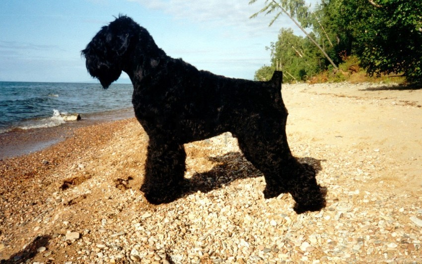 beach black dog summer wool wallpaper Transparent PNG graphics variety