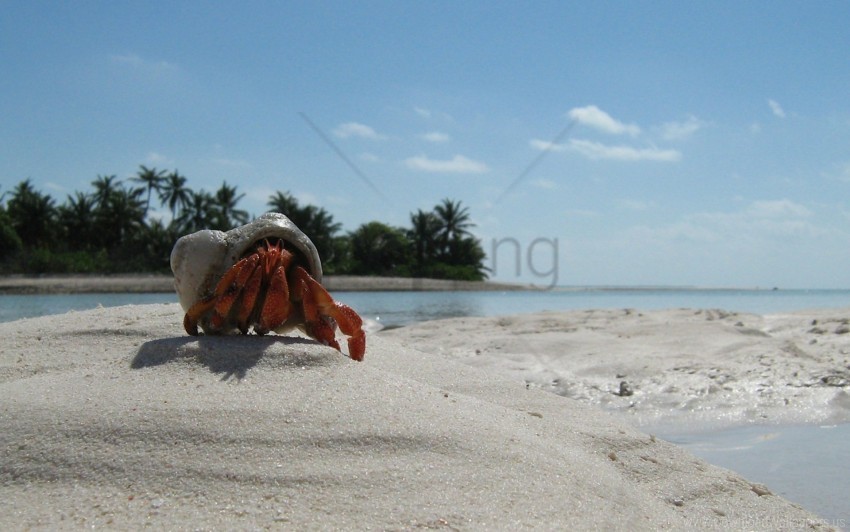 Beach Claws Crab Sand Wallpaper Isolated Graphic On Transparent PNG