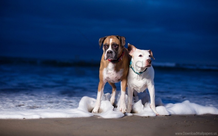 beach couple dog sea waves wallpaper Isolated Graphic on Clear Background PNG