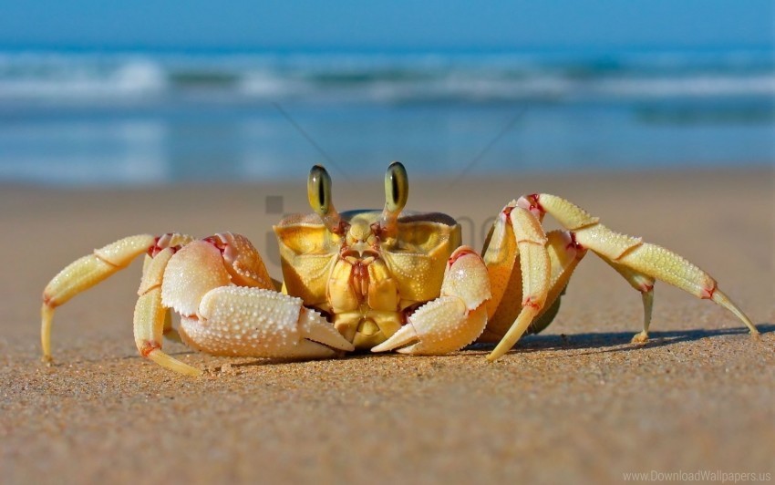 beach crab sand sea wallpaper Free download PNG with alpha channel