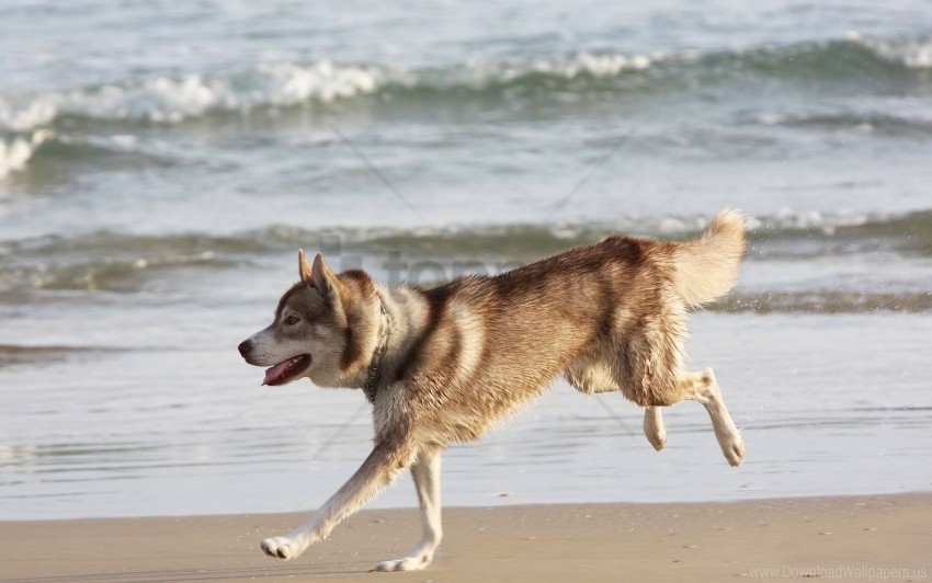 beach dog escape husky sea wallpaper ClearCut Background Isolated PNG Design