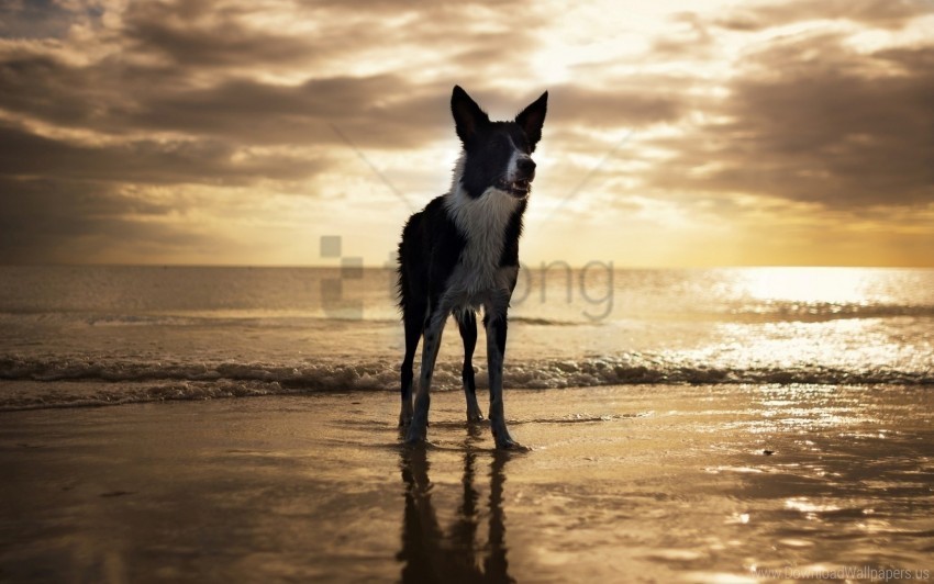 beach dog florida usa wallpaper Isolated Object in HighQuality Transparent PNG