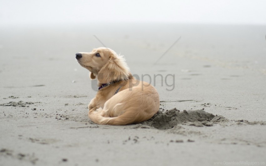 beach dog footprints lying sand wallpaper Isolated Item with Transparent PNG Background