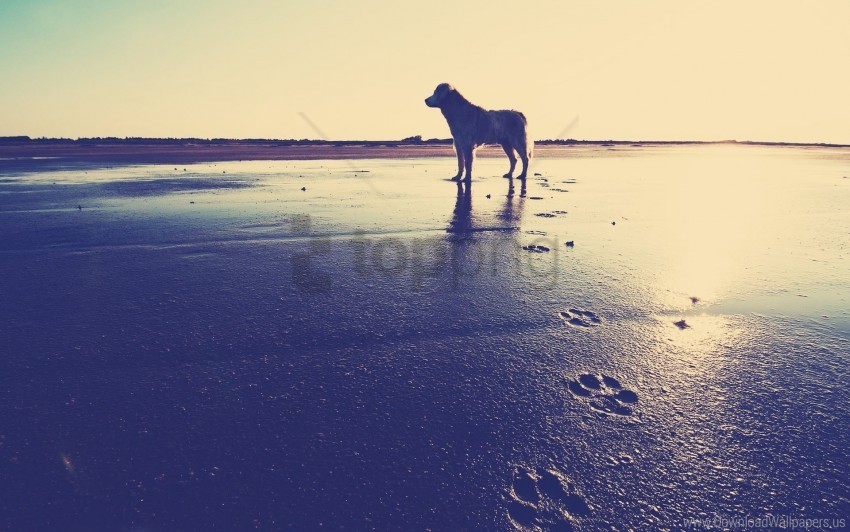 beach dog footprints sand sea wallpaper Clear PNG pictures assortment