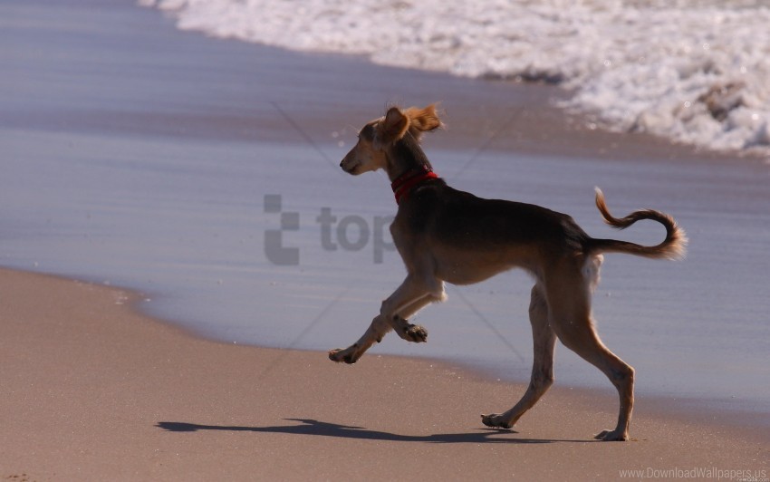 beach dog friend running sea wallpaper Isolated Subject with Transparent PNG