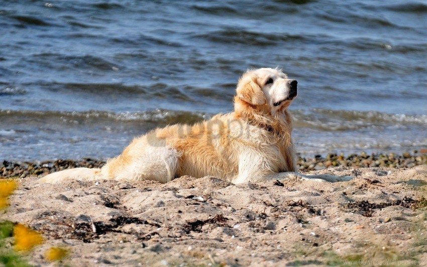 beach dog labrador sand sit water wallpaper Transparent PNG images pack