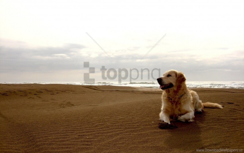 Beach Dog Labrador Sand Wallpaper Clear Background Isolated PNG Object