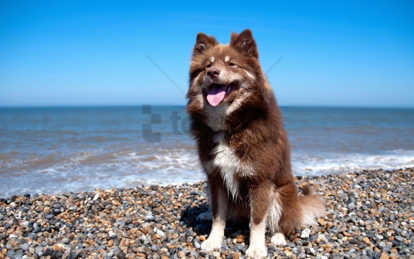 beach dog protruding tongue sit stones wallpaper High-resolution transparent PNG images assortment