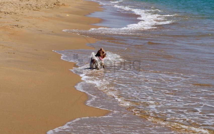beach dog sand surf walk wallpaper HighResolution Isolated PNG with Transparency