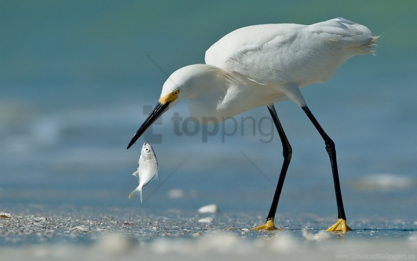beach fish heron poultry wallpaper PNG transparent images extensive collection