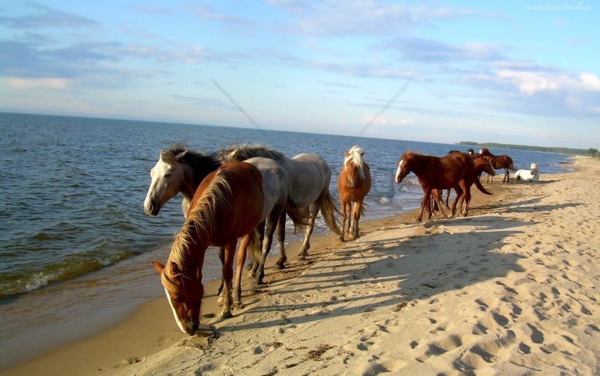 beach herd horse sand sea wallpaper PNG images for personal projects