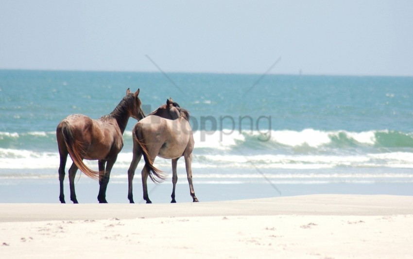 beach horse sand sea walk wallpaper Clear Background Isolated PNG Icon