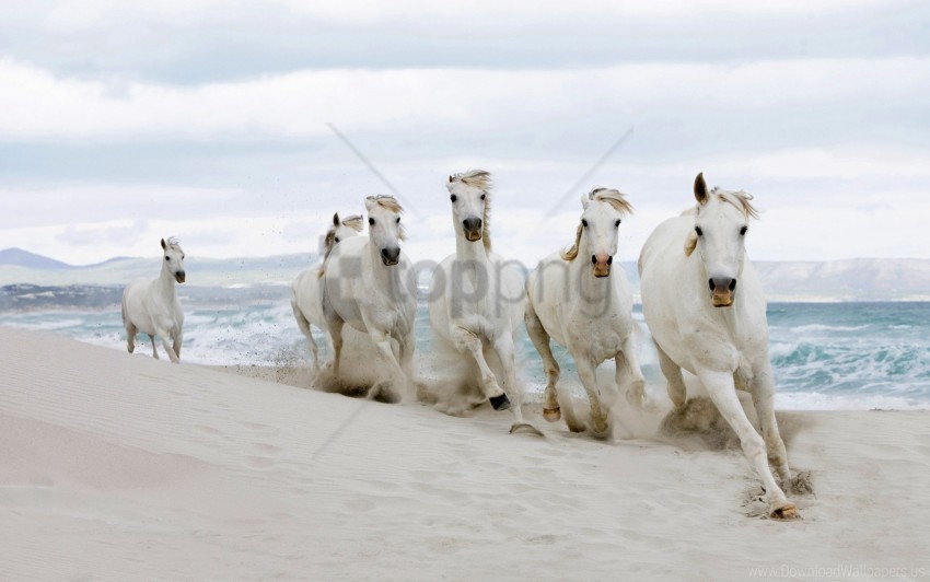 beach horse sand tabun wallpaper PNG images with transparent canvas compilation