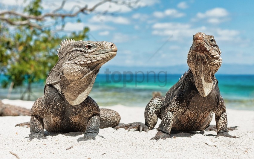 beach iguanas reptiles sand steam wallpaper Transparent PNG images database