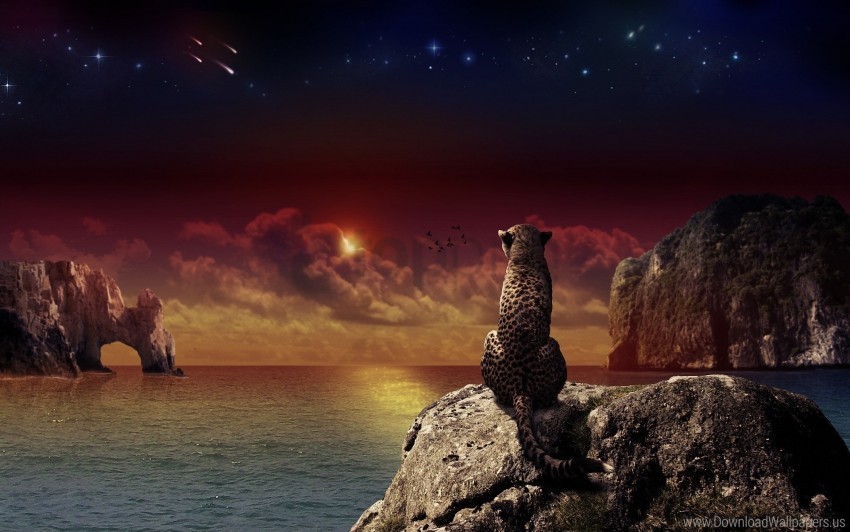 beach landscape leopard sitting sunset wallpaper Transparent PNG image free