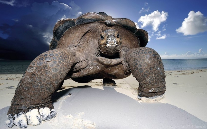 beach large sand turtles wallpaper Transparent Background Isolated PNG Figure