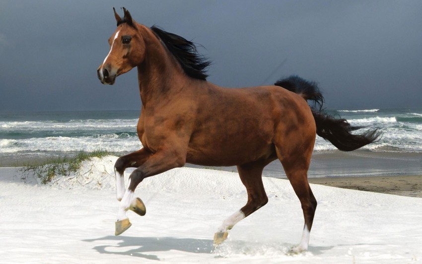 beach norwegian warmblood wallpaper Isolated Illustration on Transparent PNG