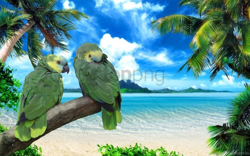 beach pair parrots sea sky summer wallpaper ClearCut Background PNG Isolated Subject