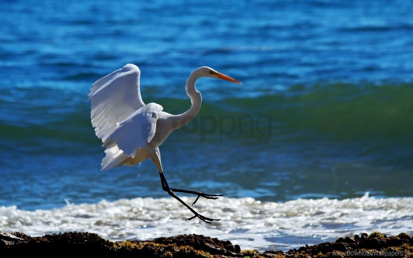 beach snowy egret spray wave wallpaper ClearCut Background PNG Isolated Element