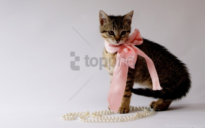 beads beautiful bow jewelry kitty wallpaper PNG images with clear alpha layer