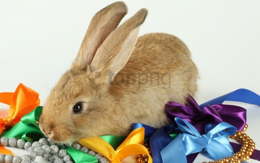 beads bows rabbit wallpaper PNG files with clear backdrop assortment