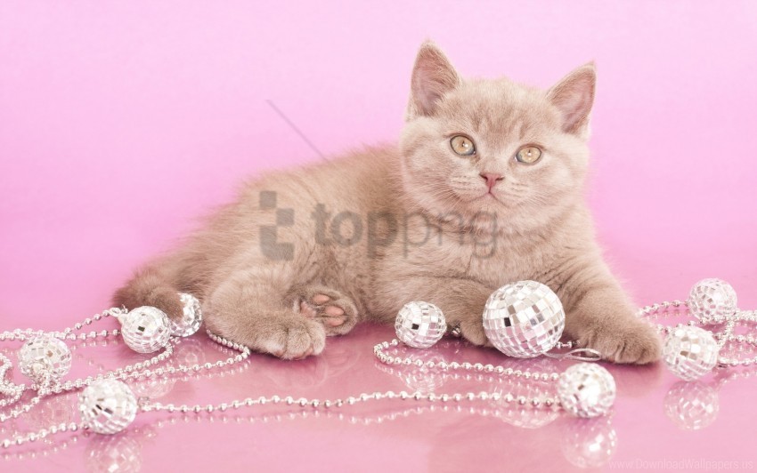 beads jewelry kitten look photoshoot wallpaper PNG images with clear backgrounds