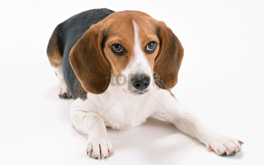 beagle big-eared down muzzle puppy wallpaper Clear Background PNG Isolated Item