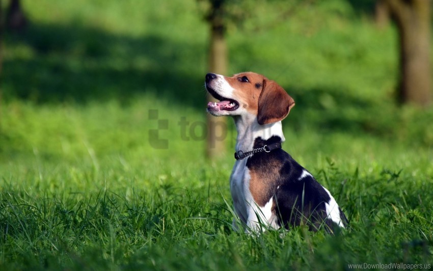 beagle brindle grass playful puppy wallpaper PNG for presentations