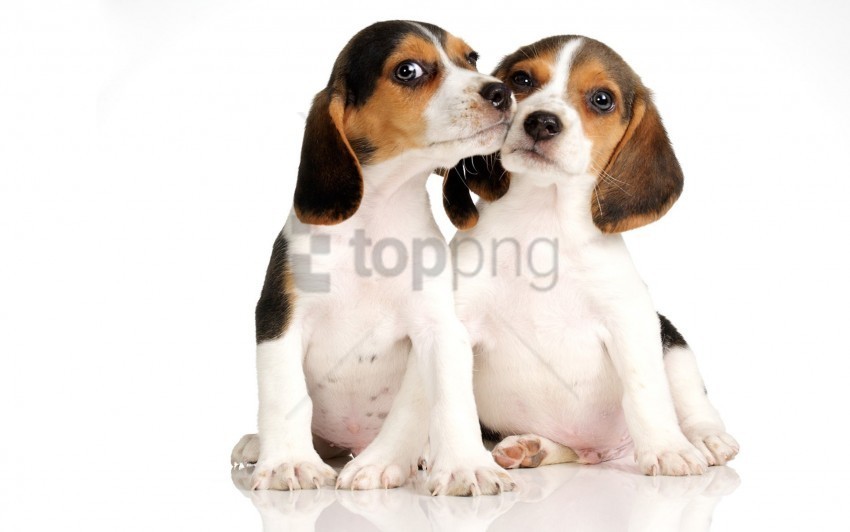 beagle couple puppies wallpaper HighQuality Transparent PNG Isolation