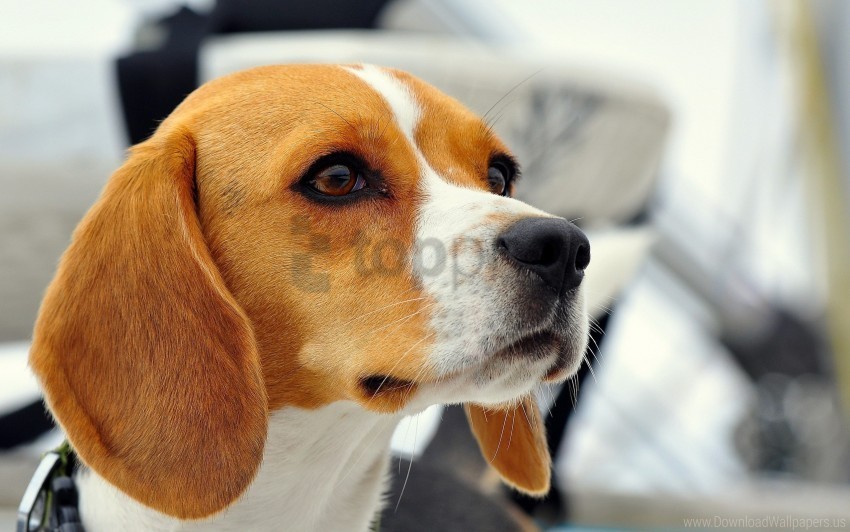 beagle dog ears muzzle puppy wallpaper PNG Image with Clear Background Isolation