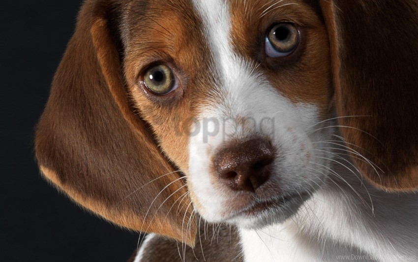 beagle dog ears puppy snout wallpaper PNG files with alpha channel