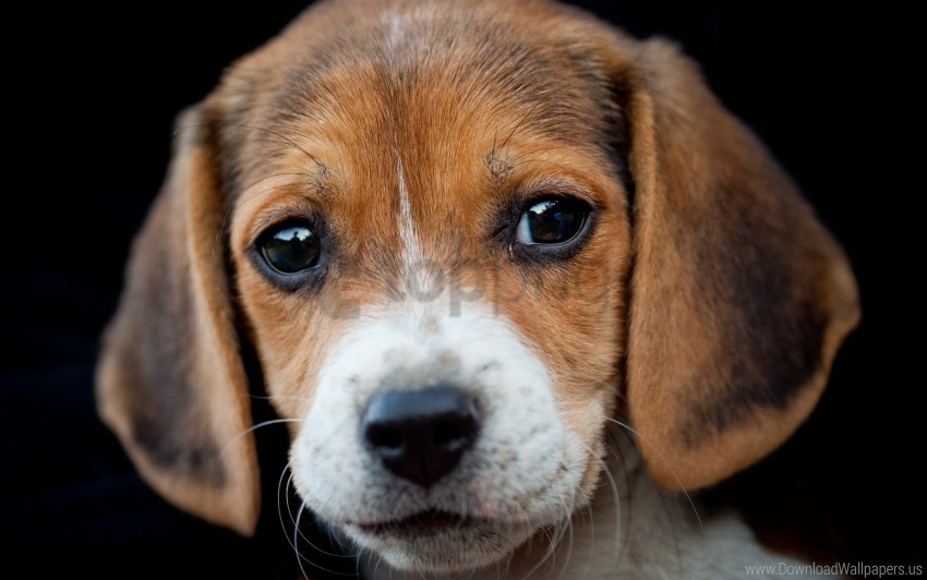 beagle dog eyes muzzle wallpaper Images in PNG format with transparency